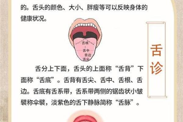 舌头发白的原因及相关健康问题解析